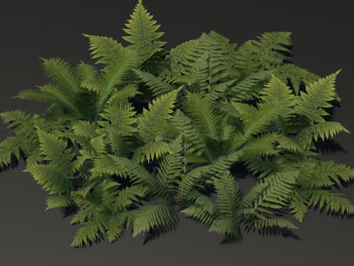 Low Poly Fern Models preview image